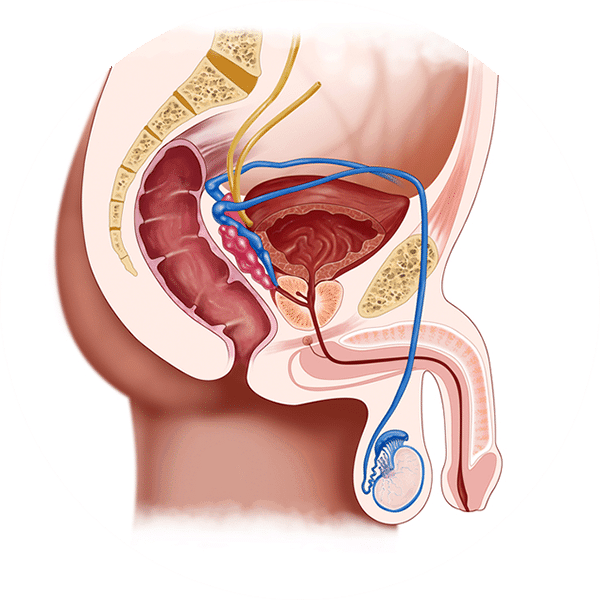 Premature Ejaculation CoreGood Wellington Kapiti Coast